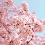 【合格体験記】東京大学 文科三類（現役・女性）
